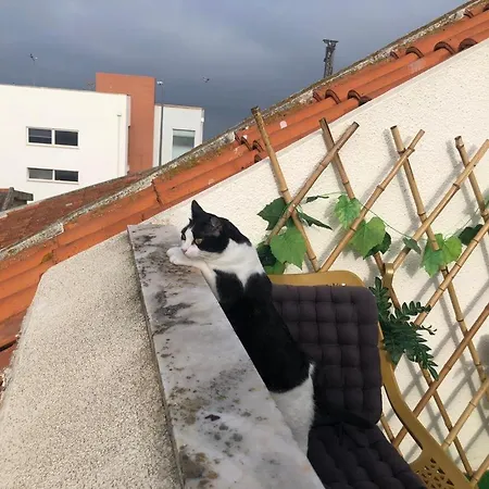 Miau - Pet Friendly Apartamento