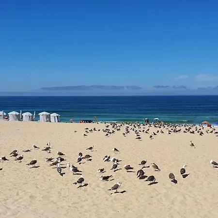 Miau - Pet Friendly Praia de Mira